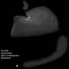 � M. D�hne; Messier 42/43