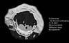 � M. D�hne; Mondkrater Copernicus
