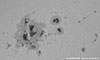 � N. Kloth; Sonnenfleckengruppe vom 28.10.2003, 4''-Refraktor, AstroSolar Sonnenfilterfolie + 16 mm Ortho, afokal mit Kodak Digitalkamera DX 3900, Originalausschnitt (1:1) aus dem Vorbild, starke Luftunruhe.