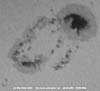 � N. Kloth; Sonnenfleckengruppe vom 28.10.2003, 4''-Refraktor, AstroSolar Sonnenfilterfolie + 10 mm Ortho, afokal mit Kodak Digitalkamera DX 3900, starke Luftunruhe.