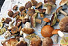 � N. Kloth; 10. IHT-Reinsehlen vom 9. - 12. September 2010